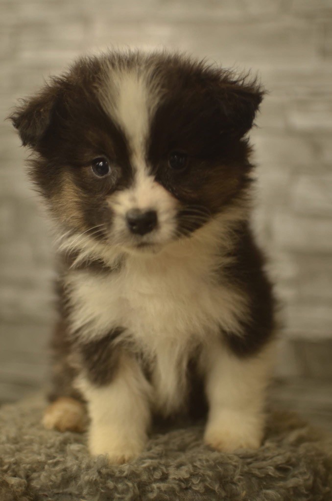 de l'Amour de l'Arc en Ciel - Chiot disponible  - Berger Australien