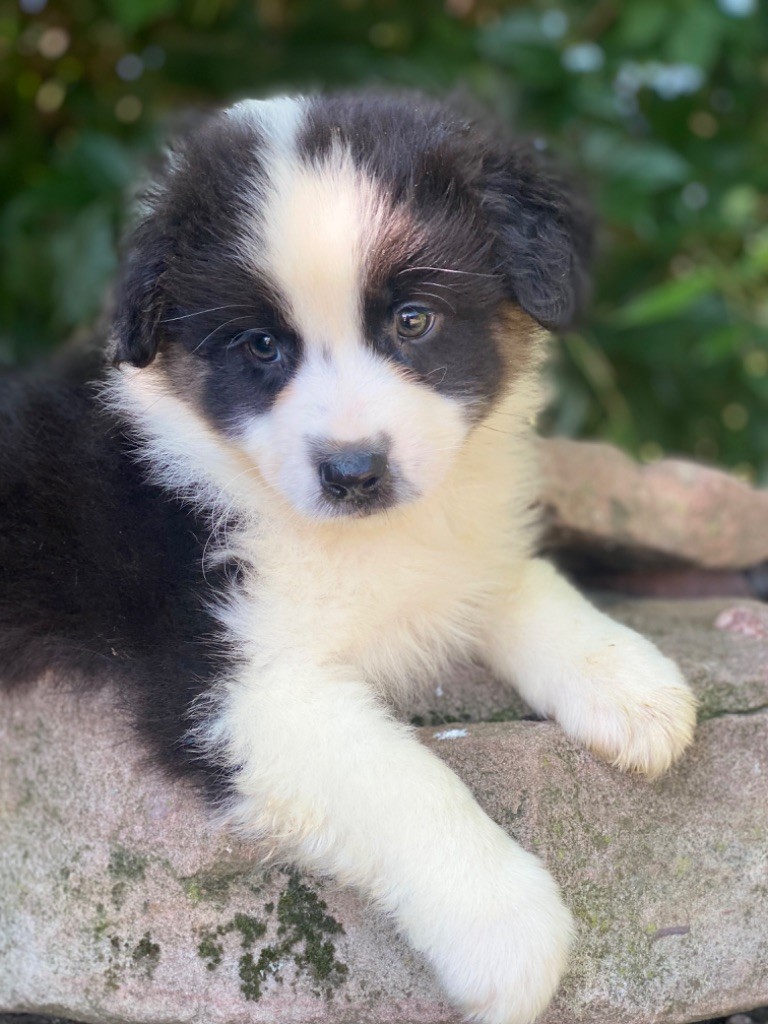 de l'Amour de l'Arc en Ciel - Chiot disponible  - Berger Australien