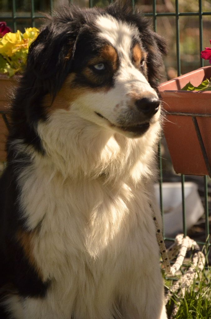 Nikita de l'Amour de l'Arc en Ciel