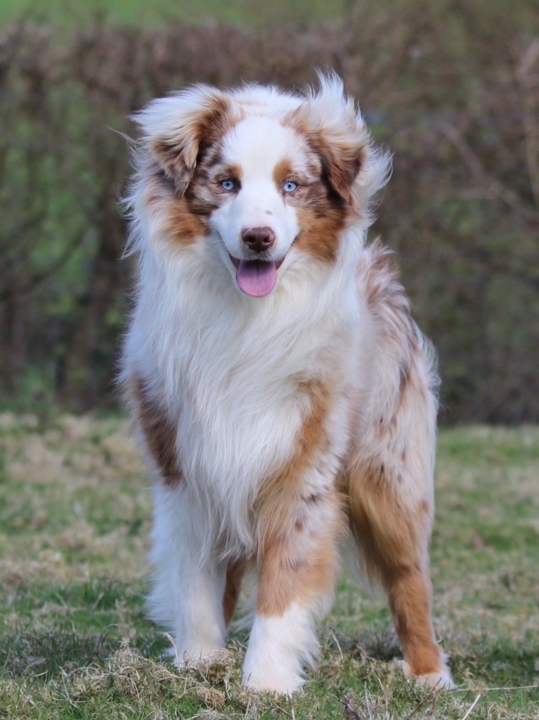 Victor De La Cour Des Iles