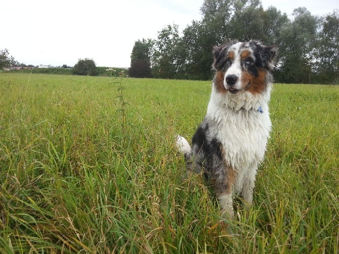 Nouvelle Photos du chiots deja vendue