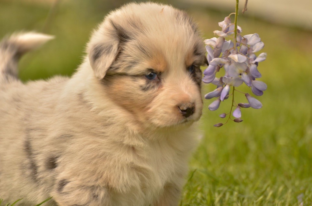 de l'Amour de l'Arc en Ciel - Berger Australien - Portée née le 02/04/2019