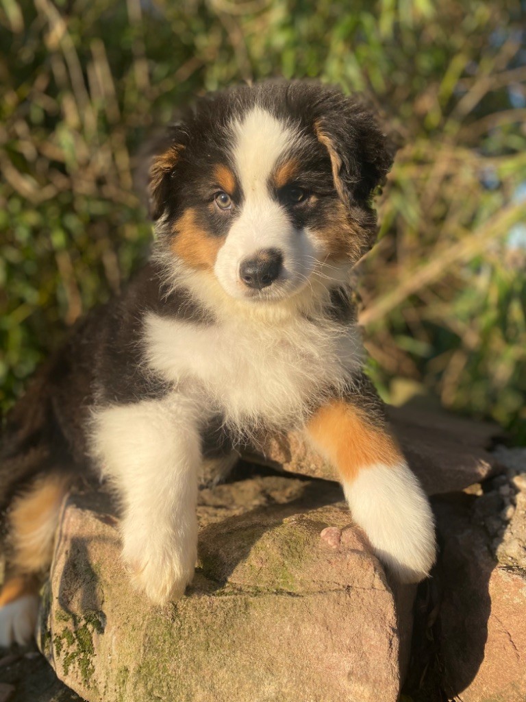 de l'Amour de l'Arc en Ciel - Berger Australien - Portée née le 29/09/2023