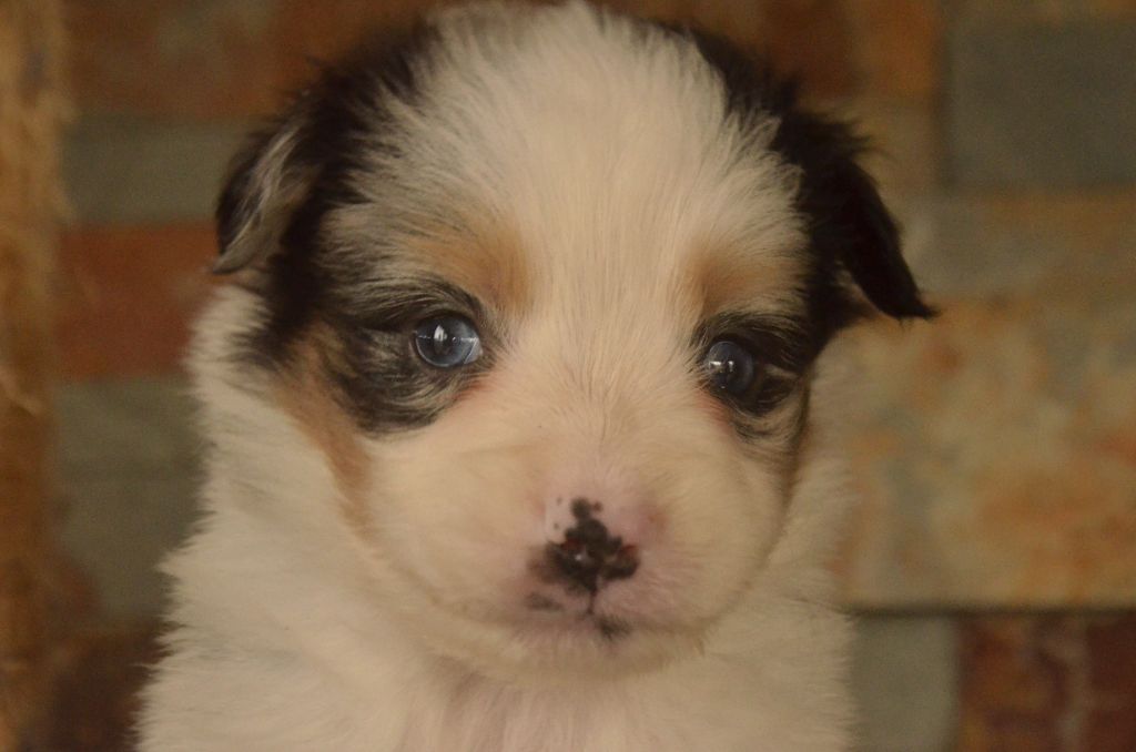 de l'Amour de l'Arc en Ciel - Berger Américain Miniature  - Portée née le 18/09/2023