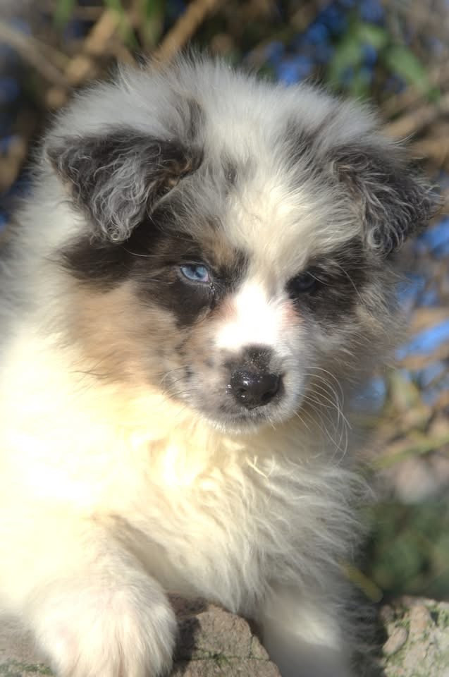 de l'Amour de l'Arc en Ciel - Chiots disponibles - Berger Australien