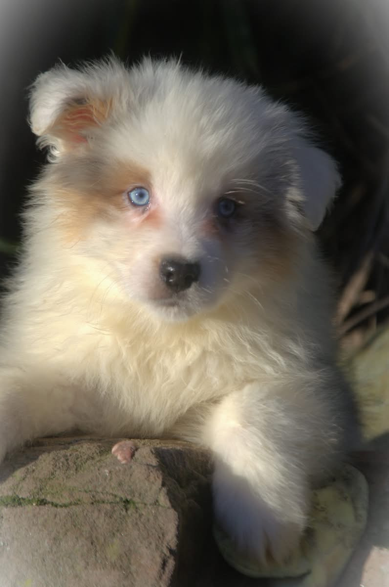 de l'Amour de l'Arc en Ciel - Chiots disponibles - Berger Australien