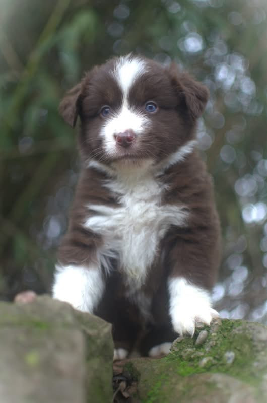 de l'Amour de l'Arc en Ciel - Chiots disponibles - Berger Américain Miniature 