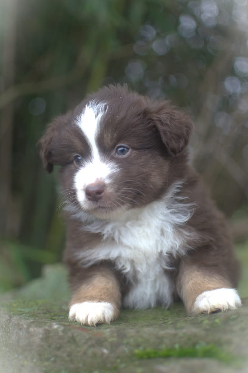 de l'Amour de l'Arc en Ciel - Chiots disponibles - Berger Américain Miniature 