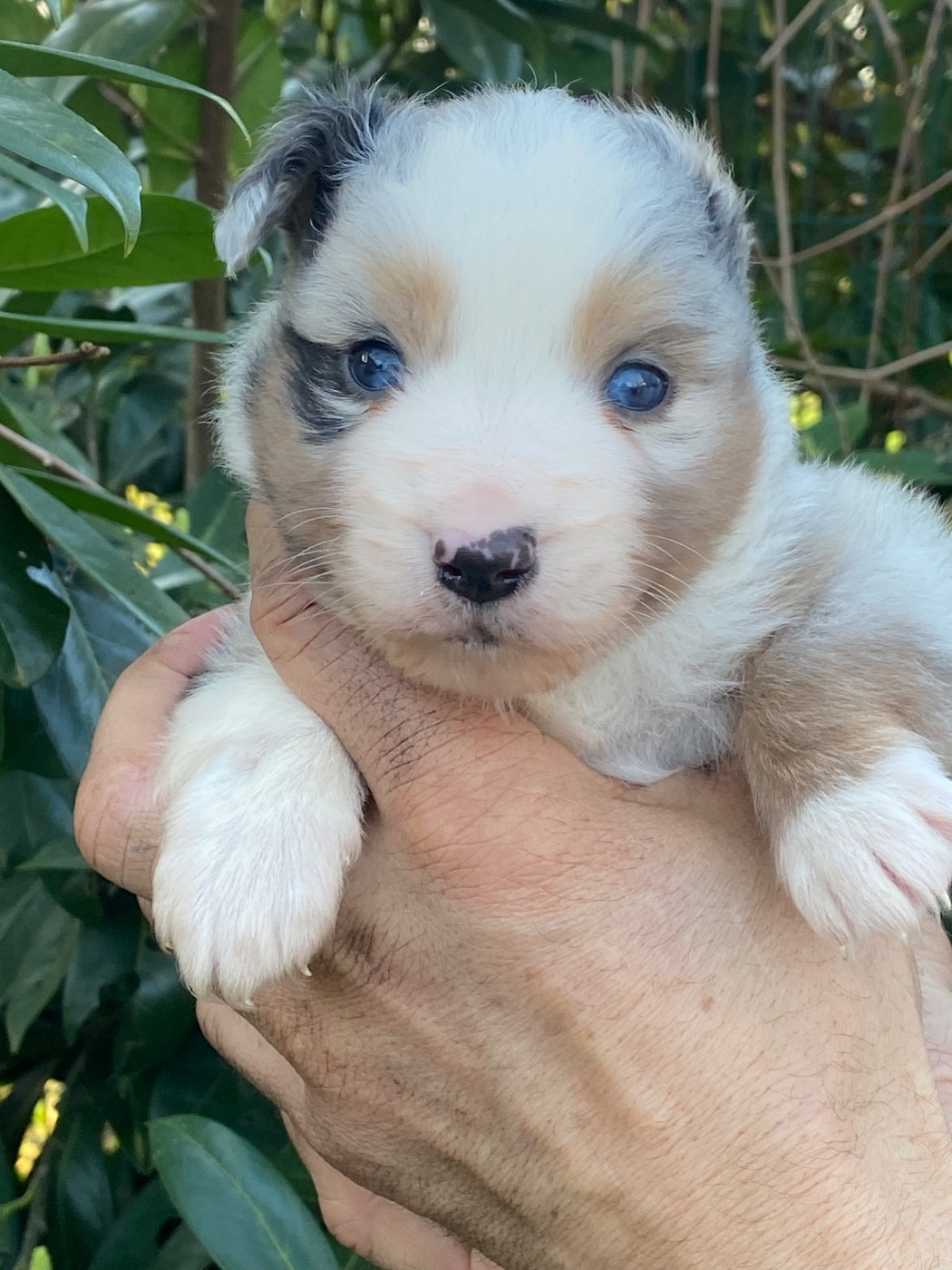 de l'Amour de l'Arc en Ciel - Berger Américain Miniature  - Portée née le 31/01/2026