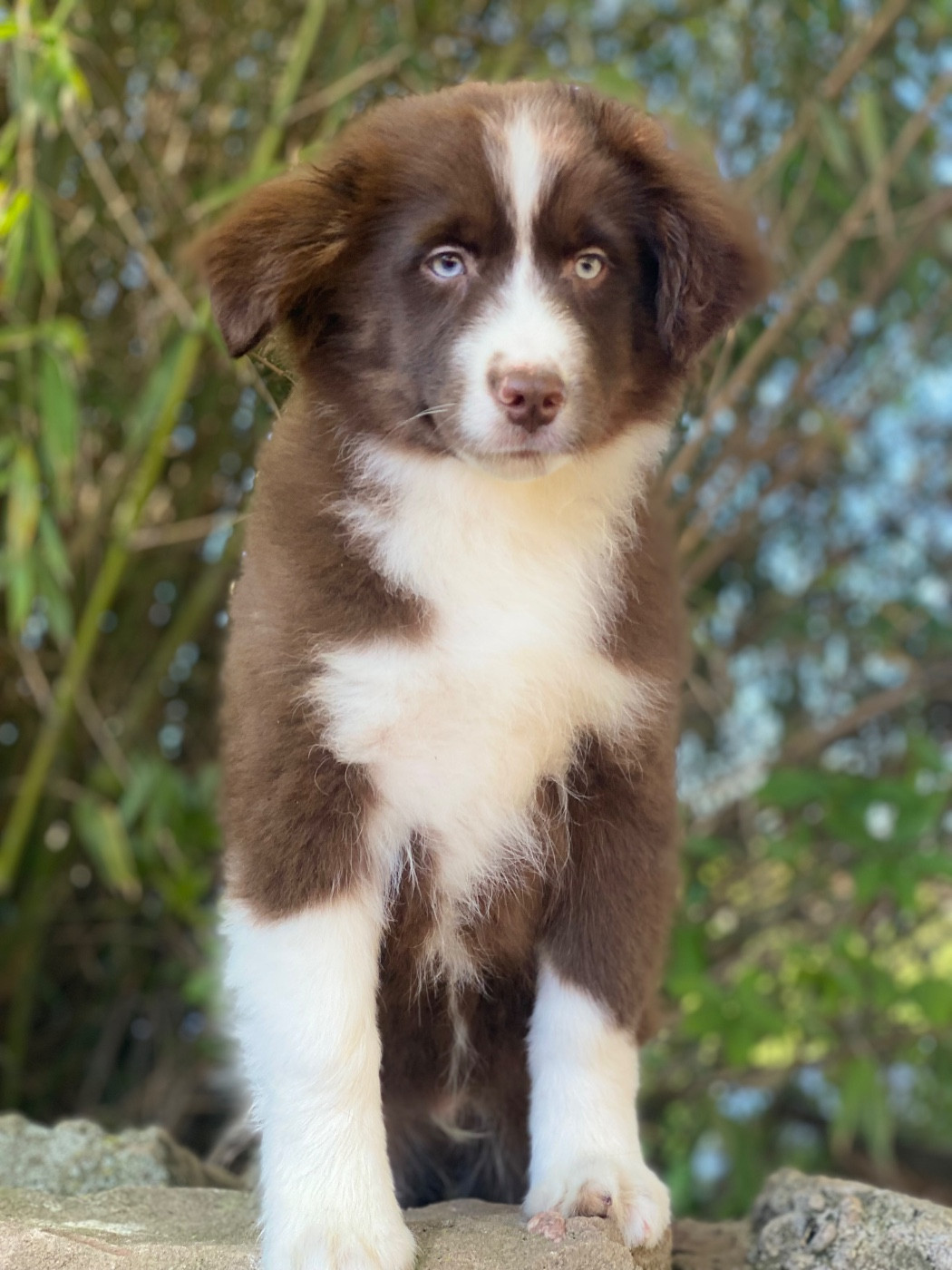 de l'Amour de l'Arc en Ciel - Chiots disponibles - Berger Américain Miniature 