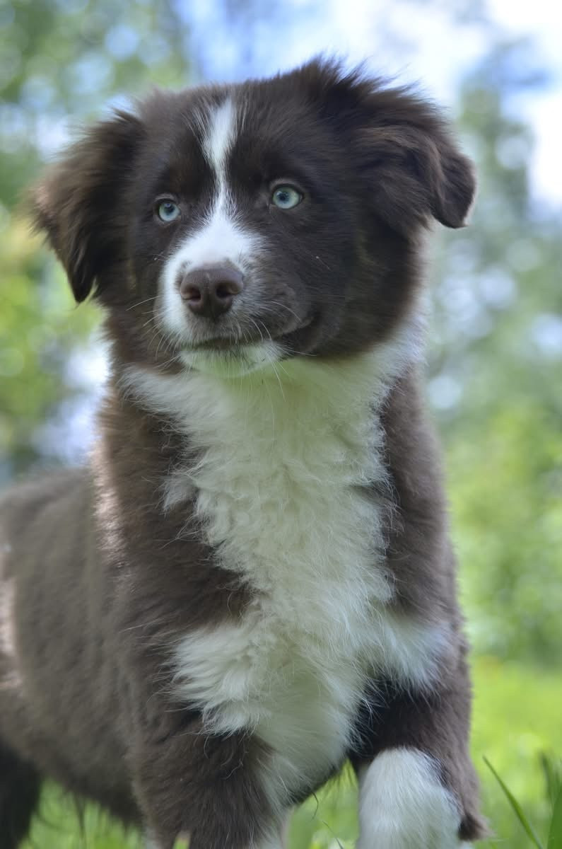 de l'Amour de l'Arc en Ciel - Chiots disponibles - Berger Américain Miniature 
