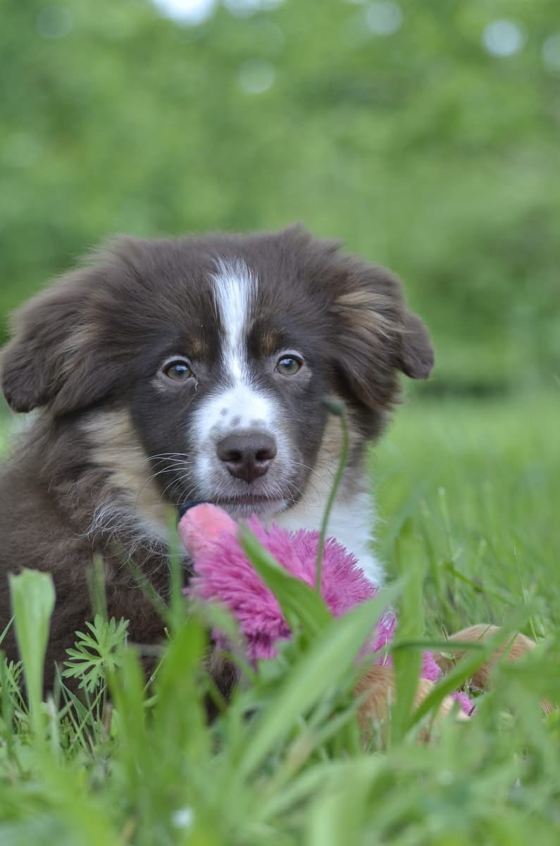 de l'Amour de l'Arc en Ciel - Chiots disponibles - Berger Américain Miniature 