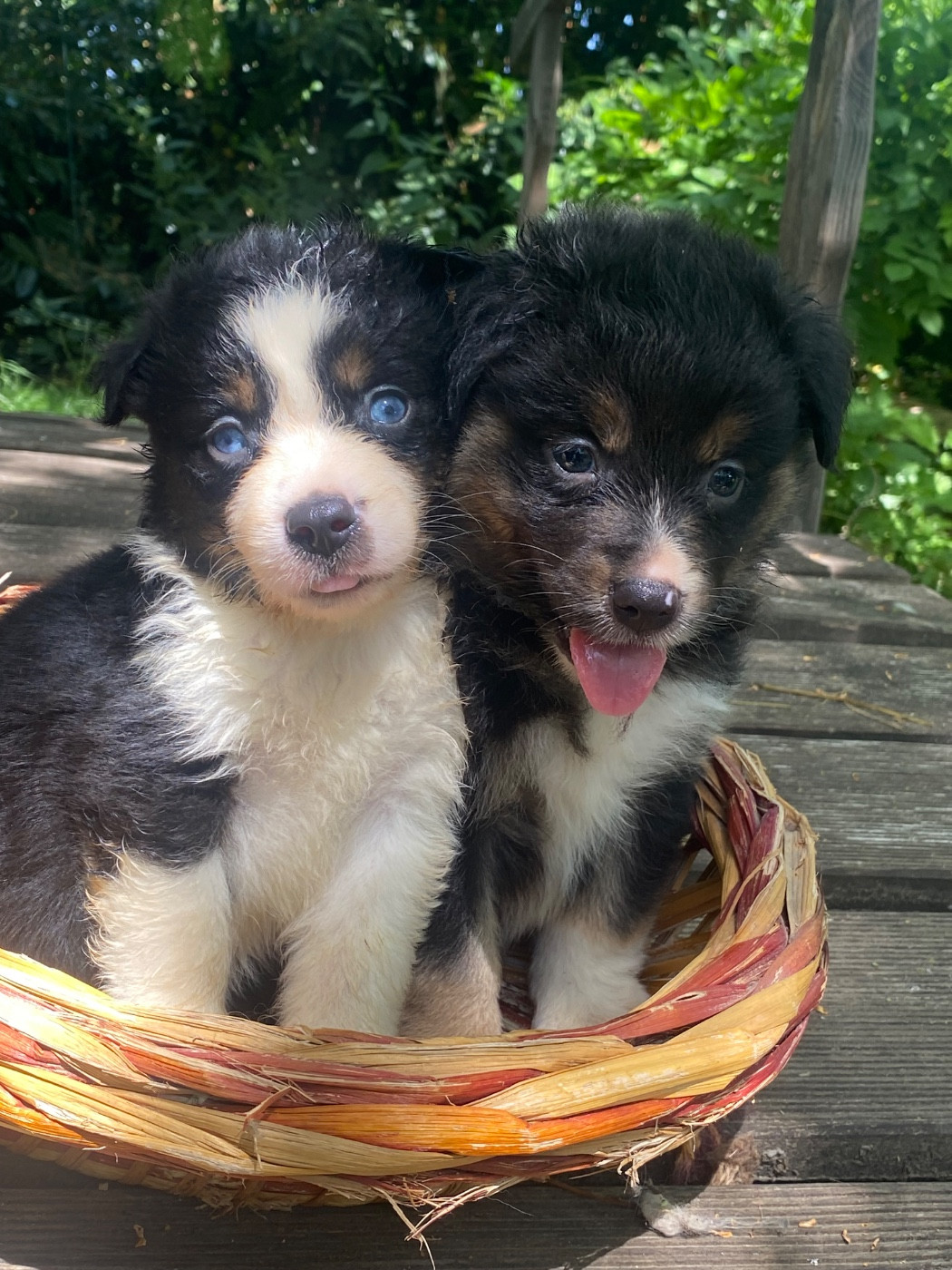 de l'Amour de l'Arc en Ciel - Chiots disponibles - Berger Américain Miniature 