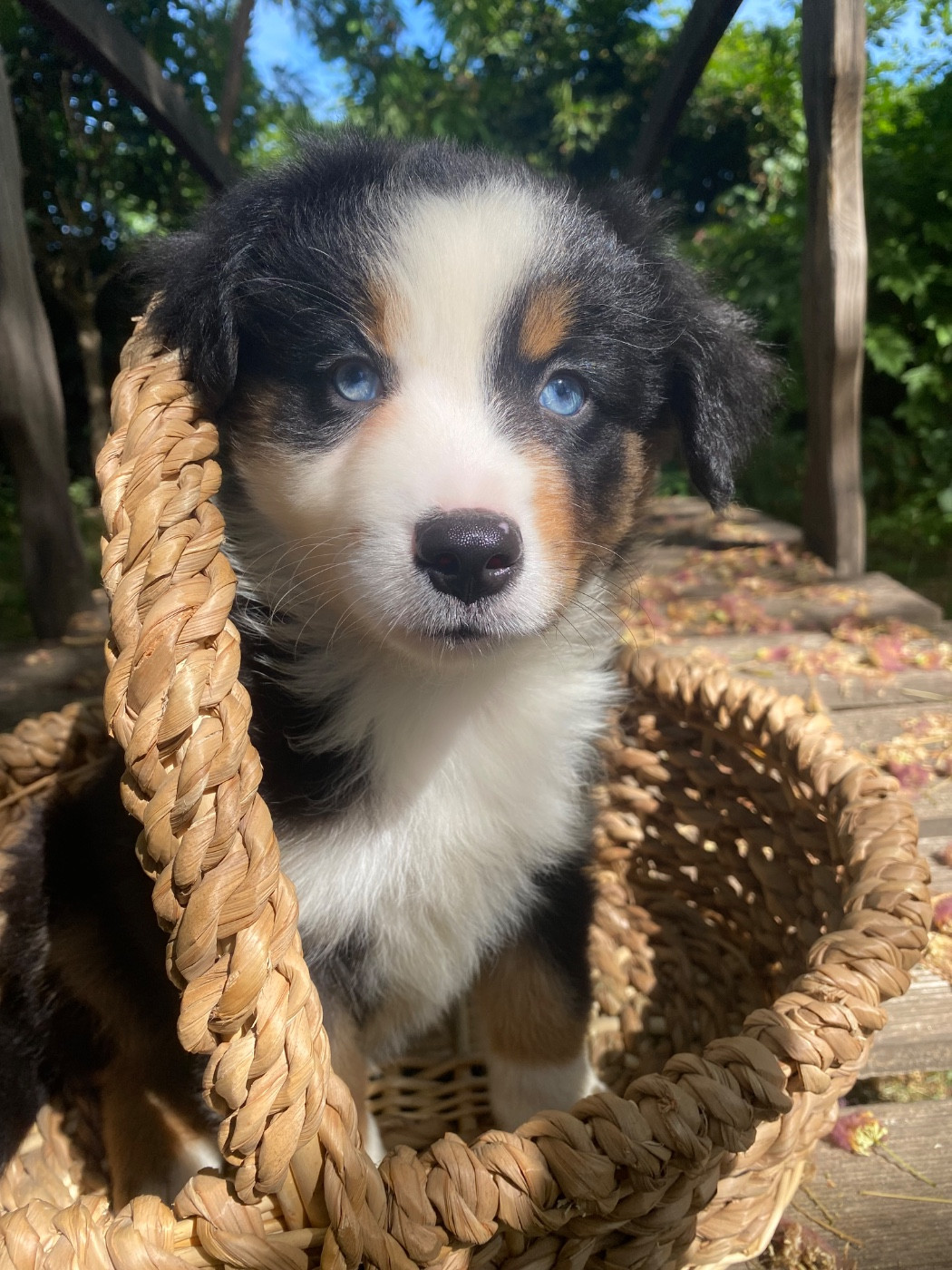 de l'Amour de l'Arc en Ciel - Chiots disponibles - Berger Américain Miniature 