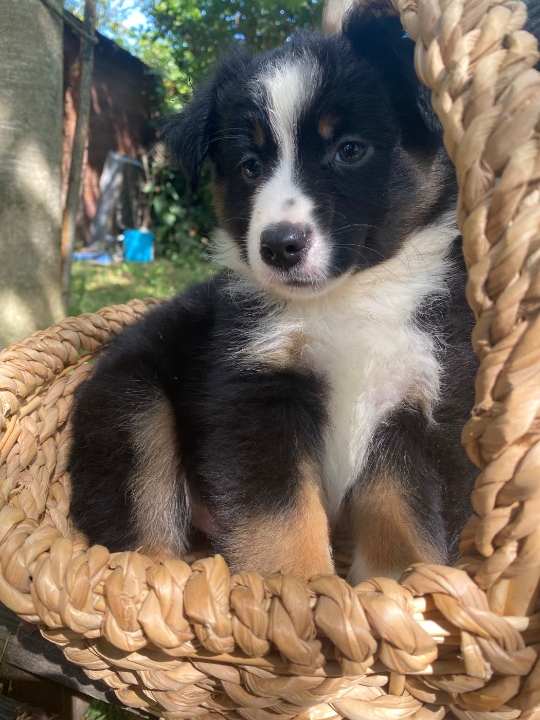 de l'Amour de l'Arc en Ciel - Chiots disponibles - Berger Américain Miniature 
