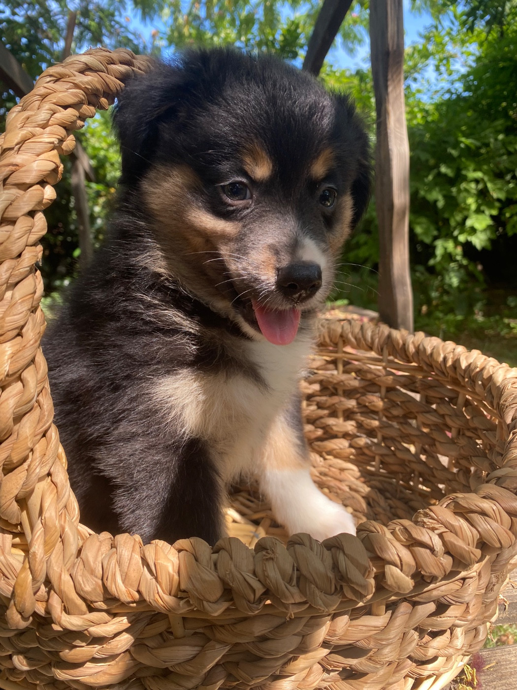 de l'Amour de l'Arc en Ciel - Chiots disponibles - Berger Américain Miniature 