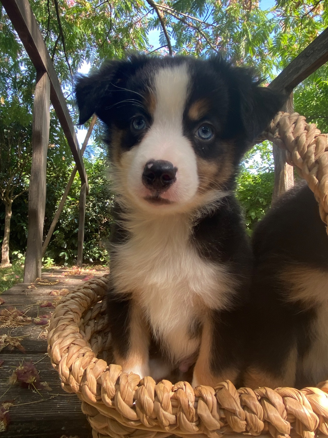 de l'Amour de l'Arc en Ciel - Chiots disponibles - Berger Américain Miniature 