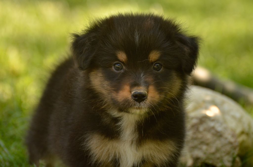 de l'Amour de l'Arc en Ciel - Berger Australien - Portée née le 16/06/2018