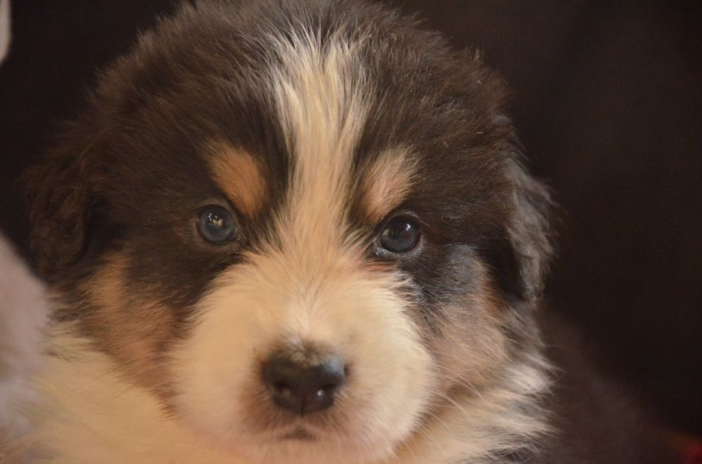 de l'Amour de l'Arc en Ciel - Berger Australien - Portée née le 25/10/2017