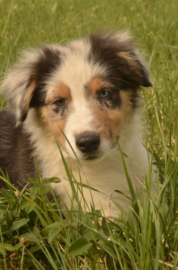 de l'Amour de l'Arc en Ciel - Berger Australien - Portée née le 12/03/2023