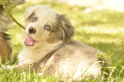 CHIOT 2
