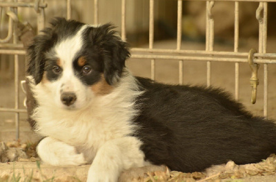 CHIOT 5