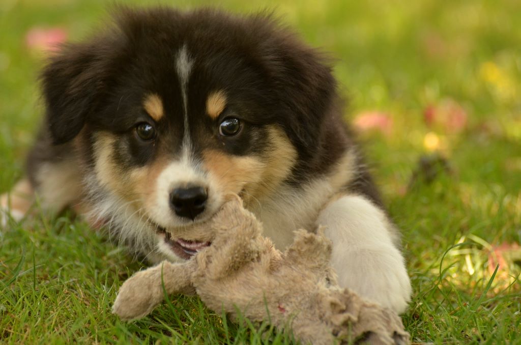 de l'Amour de l'Arc en Ciel - Berger Australien - Portée née le 27/05/2018