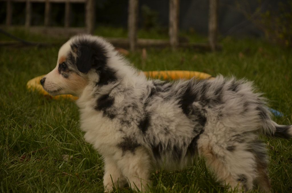 de l'Amour de l'Arc en Ciel - Berger Américain Miniature  - Portée née le 07/10/2019