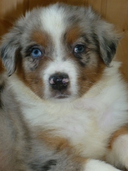 de l'Amour de l'Arc en Ciel - Berger Australien - Portée née le 21/10/2014